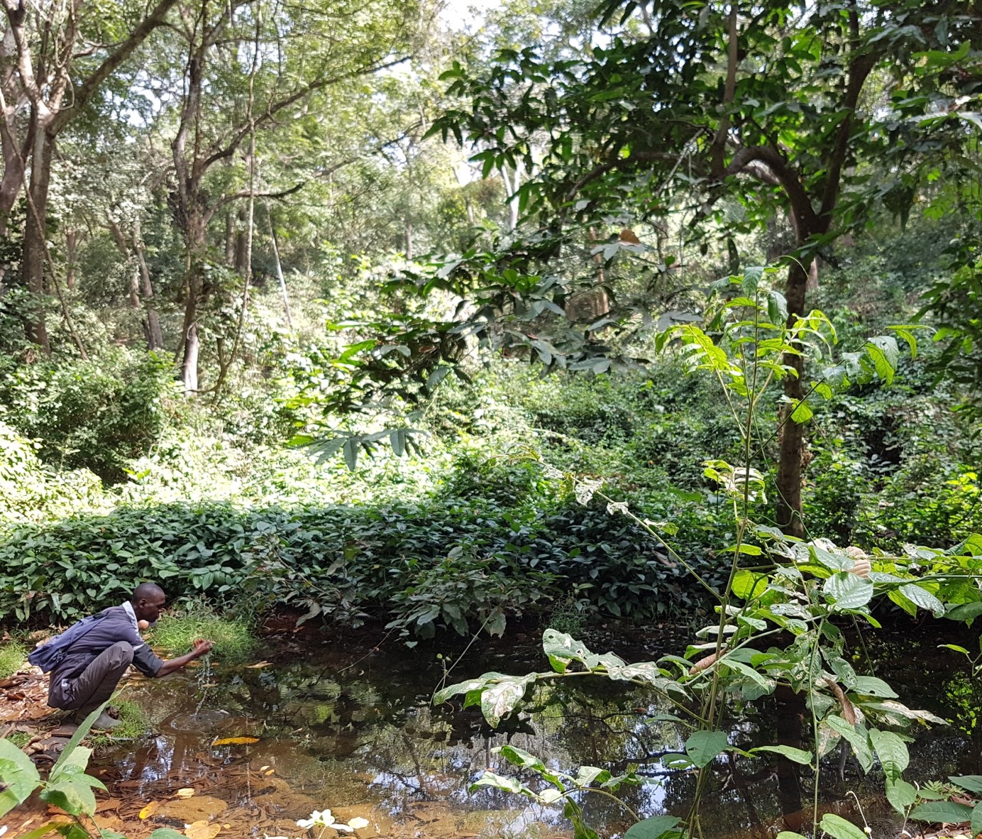 Amadu Sadjo drinking from the Spring of Tontege’s sacred site during dry season (January of 2018 by R.S. Puijk)